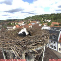 11_35-nest.jpg