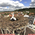 11_40-nest.jpg