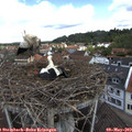 11_45-nest.jpg