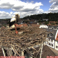 11_50-nest.jpg