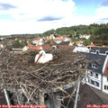 11_55-nest.jpg