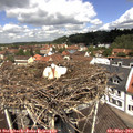 12_00-nest.jpg