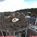 12_05-nest.jpg