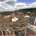 12_10-nest.jpg