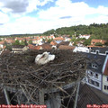 12_15-nest.jpg
