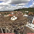 12_30-nest.jpg