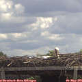 12_35-mast.jpg