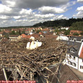 12_35-nest.jpg