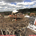 12_40-nest.jpg