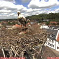 12_45-nest.jpg