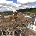 12_50-nest.jpg
