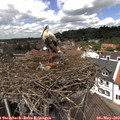 12_55-nest.jpg