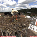 13_00-nest.jpg