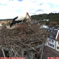 13_05-nest.jpg