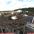 13_10-nest.jpg