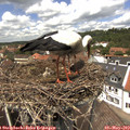13_20-nest.jpg