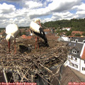 13_25-nest.jpg