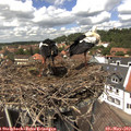 13_30-nest.jpg