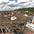 13_35-nest.jpg