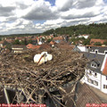 13_40-nest.jpg
