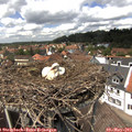13_45-nest.jpg