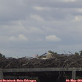 13_50-mast.jpg