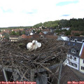 13_50-nest.jpg