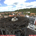 13_55-nest.jpg