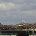 14_00-mast.jpg