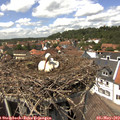 14_00-nest.jpg