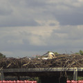 14_10-mast.jpg