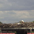 14_15-mast.jpg