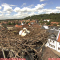 14_15-nest.jpg