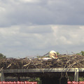 14_20-mast.jpg