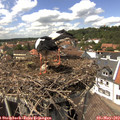 14_25-nest.jpg