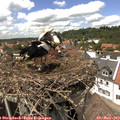 14_30-nest.jpg