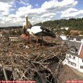 14_40-nest.jpg