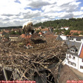 14_50-nest.jpg