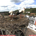 14_55-nest.jpg