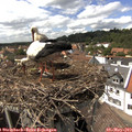 15_00-nest.jpg