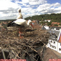 15_05-nest.jpg