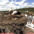 15_15-nest.jpg