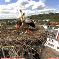 15_20-nest.jpg