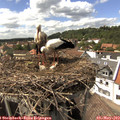 15_25-nest.jpg