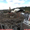 15_30-nest.jpg