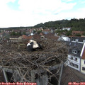 15_35-nest.jpg