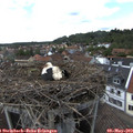 15_40-nest.jpg