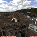 15_45-nest.jpg