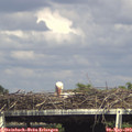 15_50-mast.jpg