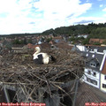 15_50-nest.jpg